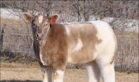 ფუმფულა ურქო ძროხები - მათი ფასი რამდენიმე ათასი დოლარია!