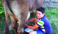  "ძროხას ვწველი... ყველის ამოყვანაც ვიცი...ვიღლები, მაგრამ ასეთი ვარ" - 12 წლის ფერმერი