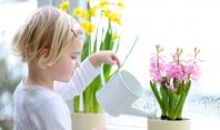 ბავშვის ოთახისთვის საუკეთესო მცენარეების სია - სასარგებლო და ადვილად მოსავლელი