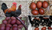 ქათმები, რომლებიც წითელ კვერცხებს დებენ - სპეციალისტები ამბობენ, რომ მათი კვერცხი გემოთიც გამოირჩევა