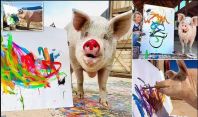 25 ათას დოლარად გაყიდული ნამუშევრები და გამოფენები მსოფლიო მასშტაბით - პლანეტის ყველაზე ცნობილი, მხატვარი ღორი გარდაიცვალა: რა ქონება დატოვა pigcasso-მ?