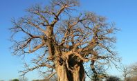 ივანიშვილმა გურული ოჯახისგან 45 ათას დოლარად ბაობაბის ხე შეიძინა
