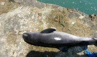 შავ ზღვის სანაპიროზე დელფინების გამორიყვის ფაქტები დაფიქსირდა - გარემოს ეროვნული სააგენტოს საგანგებო გაფრთხილება