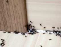 როგორ მოვიშოროთ თავიდან ჭიანჭველები ერთხელ და სამუდამოდ