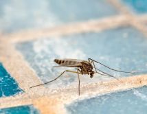 რა იზიდავს ან აფრთხოებს კოღოებს ყველაზე მეტად - თუ ეს გეცოდინებათ, მათ მოგერიებასაც შეძლებთ