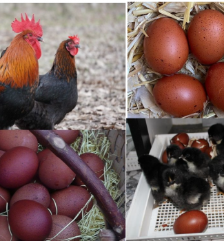 ქათმები, რომლებიც წითელ კვერცხებს დებენ - სპეციალისტები ამბობენ, რომ მათი კვერცხი გემოთიც გამოირჩევა