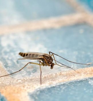 რა იზიდავს ან აფრთხოებს კოღოებს ყველაზე მეტად - თუ ეს გეცოდინებათ, მათ მოგერიებასაც შეძლებთ